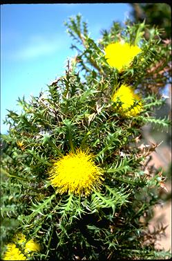 APII jpeg image of Banksia falcata  © contact APII