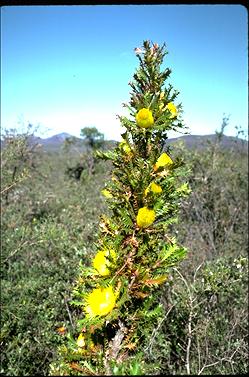 APII jpeg image of Banksia falcata  © contact APII