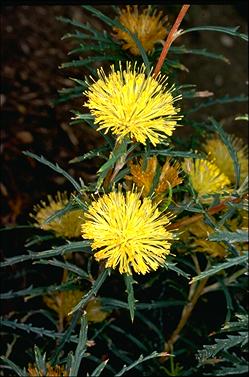 APII jpeg image of Banksia polycephala  © contact APII