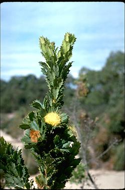 APII jpeg image of Banksia sessilis  © contact APII