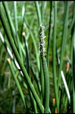 APII jpeg image of Eleocharis sphacelata  © contact APII