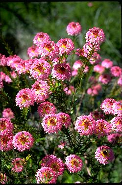 APII jpeg image of Pimelea rosea  © contact APII