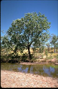 APII jpeg image of Terminalia platyphylla  © contact APII