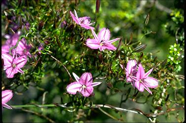 APII jpeg image of Thysanotus patersonii  © contact APII