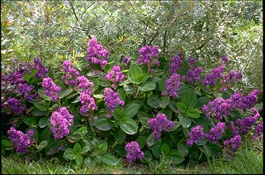 APII jpeg image of Tibouchina heteromalla  © contact APII