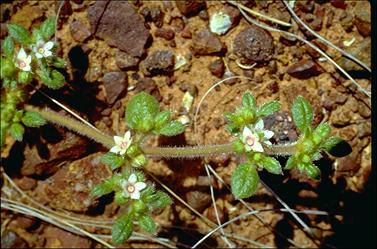 APII jpeg image of Trianthema pilosa  © contact APII