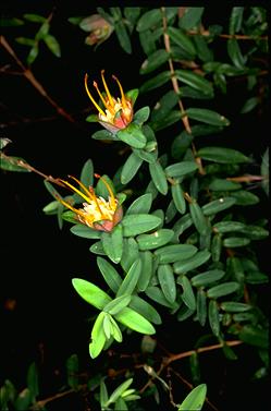 APII jpeg image of Darwinia citriodora  © contact APII