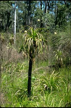 APII jpeg image of Dasypogon hookeri  © contact APII