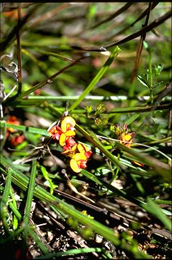 APII jpeg image of Daviesia alata  © contact APII