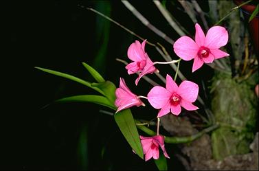 APII jpeg image of Dendrobium phalaenopsis  © contact APII