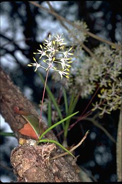 APII jpeg image of Dendrobium canaliculatum  © contact APII