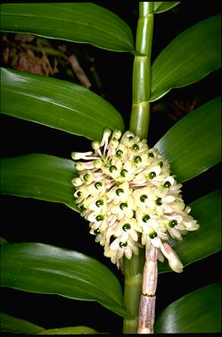 APII jpeg image of Dendrobium similae  © contact APII