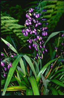 APII jpeg image of Dianella tasmanica  © contact APII