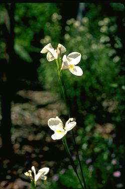 APII jpeg image of Diplarrena moraea  © contact APII