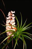 Dracophyllum secundum - click for larger image