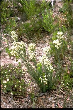 APII jpeg image of Conospermum taxifolium  © contact APII