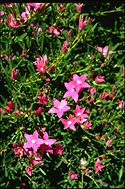 flower image