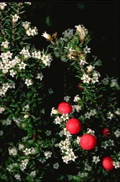 APII jpeg image of Leptecophylla juniperina subsp. parvifolia  © contact APII