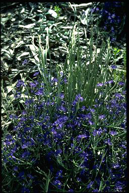 APII jpeg image of Dampiera juncea  © contact APII