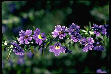 APII jpeg image of Dampiera rosmarinifolia  © contact APII