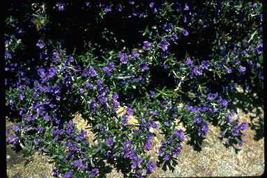APII jpeg image of Dampiera rosmarinifolia  © contact APII