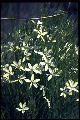 APII jpeg image of Diaspasis filifolia  © contact APII