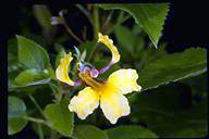 Goodenia grandiflora - click for larger image