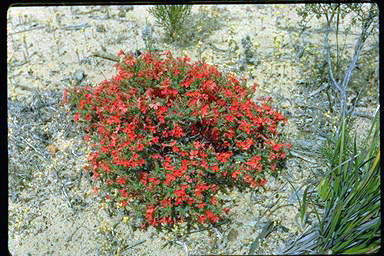 APII jpeg image of Lechenaultia laricina  © contact APII