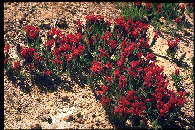 APII jpeg image of Lechenaultia longiloba  © contact APII