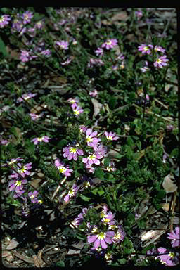 APII jpeg image of Scaevola aemula  © contact APII