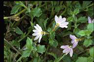 flower image
