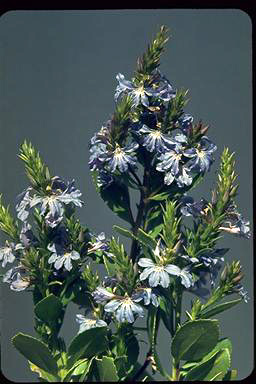 APII jpeg image of Scaevola crassifolia  © contact APII