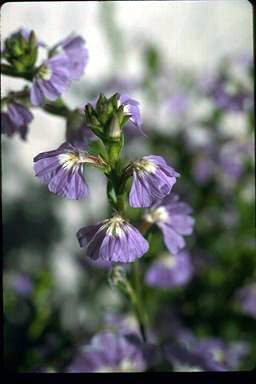 APII jpeg image of Scaevola cuneiformis  © contact APII