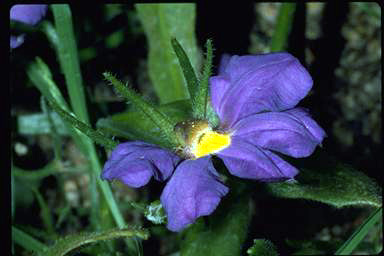 APII jpeg image of Scaevola phlebopetala  © contact APII