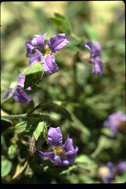 APII jpeg image of Scaevola pilosa  © contact APII