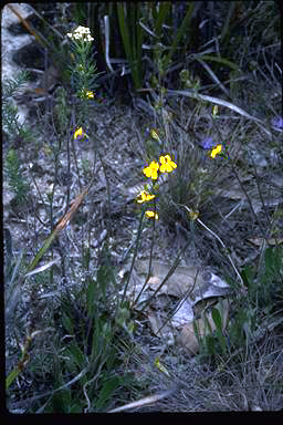 APII jpeg image of Velleia spathulata  © contact APII