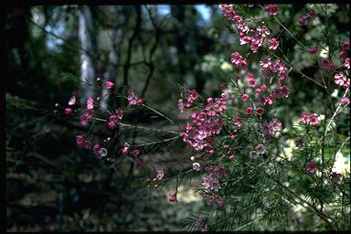 APII jpeg image of Chamelaucium uncinatum 'Murfit Rose'  © contact APII