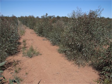 APII jpeg image of Eucalyptus polybractea  © contact APII