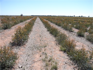 APII jpeg image of Eucalyptus polybractea  © contact APII