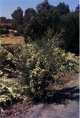 APII jpeg image of Kunzea flavescens  © contact APII