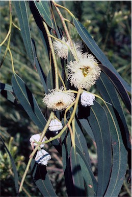 APII jpeg image of Eucalyptus globulus subsp. globulus  © contact APII