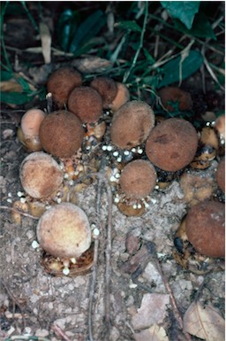APII jpeg image of Balanophora fungosa  © contact APII