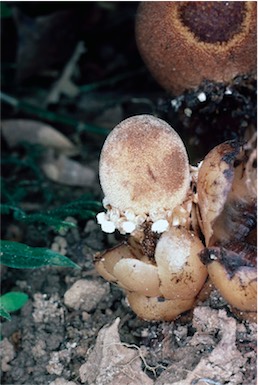 APII jpeg image of Balanophora fungosa  © contact APII