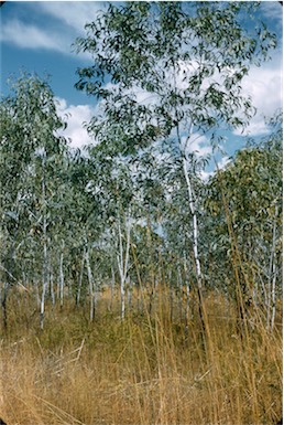 APII jpeg image of Acacia tumida  © contact APII