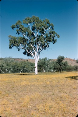 APII jpeg image of Corymbia aparrerinja  © contact APII