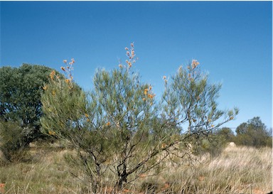 APII jpeg image of Grevillea juncifolia subsp. juncifolia  © contact APII