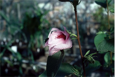 APII jpeg image of Hibiscus byrnesii  © contact APII