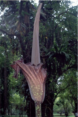 APII jpeg image of Amorphophallus gigas  © contact APII