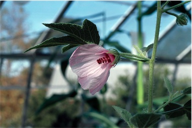 APII jpeg image of Hibiscus fallax  © contact APII