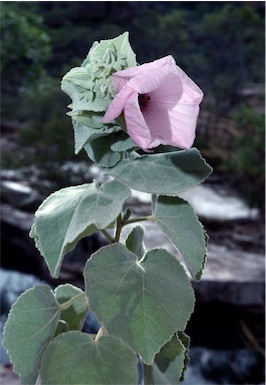 APII jpeg image of Hibiscus brennanii  © contact APII